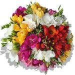 Envio y venta de flores ,rosas, plantas,arreglos florales ,regalos y desayunos a domicilio con delivery gratis en la Ciudad Autonoma de Buenos Aires y con costo de env�o en localidades del Gran Buenos Aires asi como delivery de flores y plantas a trav�s de florerias asociadas en todas las provincias de la Argentina, Buenos Aires, la Pampa, Tucuman, La Rioja, R�o Negro, Entre Rios, Corrientes, Misiones, Neuquen, Chubut, Tierra del Fuego, Santa Cruz, San Luis, Mendoza, Cordoba, Jujuy, Formosa, Santiago del Estero, Salta, Chaco, Catamarca ,San Juan, y ademas realizamos el delivery de flores ,coronas,palmas , plantas y regalos a todas las ciudades de Argentina, Mar del Plata, C�rdoba, Buenos Aires, con cargo en Santa Rosa, La Plata, Bella Vista, Neuquen, Pilar, Paran�, Posadas, Resistencia, Cipolleti y mas de 300 ciudades y localidades en todo el territorio de nuestro pa�s, asi como tambien tenemos la posibilidad de enviar flores a casi todo el mundo en cuestion de horas